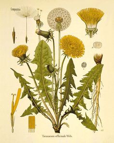 an illustration of dandelions and other flowers