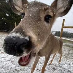 a deer with it's mouth open and tongue out in the snow that says, but when it shows