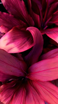 closeup of pink flowers with green leaves in the middle and purple petals at the bottom