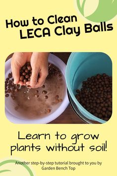 Cleaning LECA clay pebbles for the first time Hydroponic Clay Pebbles, How To Use Clay Pebbles For Plants, Clay Pebbles For Plants, Hydroponic House Plants, Leca Balls For Plants, Aeroponic Gardening, Planting In Clay, Cilantro Plant