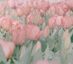 pink tulips are blooming in the field