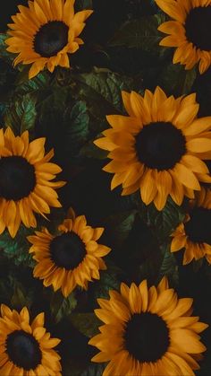 the sunflowers are yellow and black in color