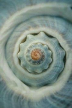 the center of a flower is shown in this close up photo, looking down at it's petals