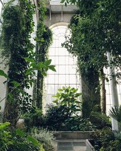 the inside of a greenhouse with lots of greenery and plants growing on the walls