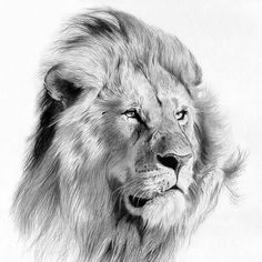 a black and white drawing of a lion