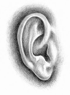 a pencil drawing of an ear