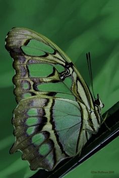 a green and black butterfly sitting on top of a glass window sill in front of a green background