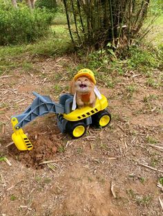 a small dog wearing a construction hat and digging in the dirt with a toy bulldozer