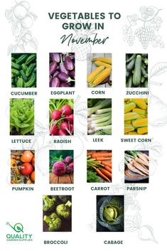 an image of vegetables to grow in november