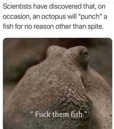 an image of a fish with caption that reads, scientist have discovered that, on occasion, an octopus will punch a fish for no reason other than spite