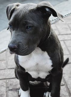 a black and white pitbull puppy sitting on the ground next to a chain