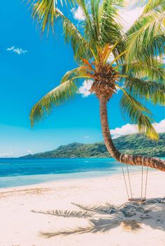 a palm tree sitting on top of a sandy beach next to the ocean and mountains