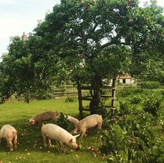 four pigs are grazing in the grass under an apple tree and some apples on the ground