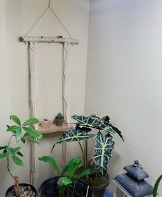 there are many plants in the pots on the shelf next to the wall hanging from the ceiling