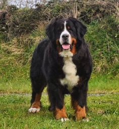 a large black and brown dog standing on top of a lush green field