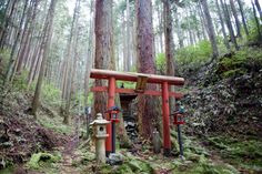 a shrine in the woods surrounded by tall trees