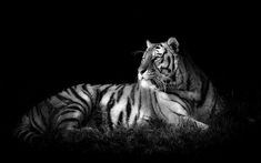 a white tiger laying down in the grass