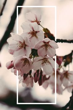 a pink flower on a branch with a quote from ophelearchy com