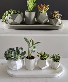 there are three different types of succulents on the tray