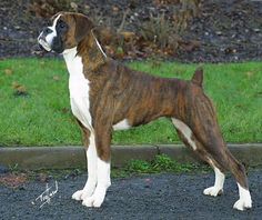 a large brown and white dog standing on top of a street next to green grass