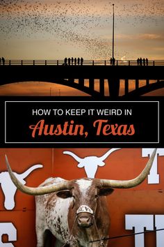 the texas long horn steer is standing in front of an orange wall with birds flying over it