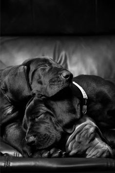 two black dogs are sleeping on a leather couch