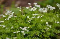 small white flowers are growing in the grass