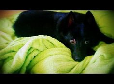 a black dog laying on top of a green blanket