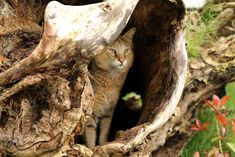 a cat is looking out from its hole in a tree