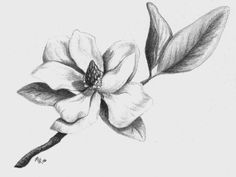 magnolia Flowers Magnolia, Magnolia Tattoo, Southern Magnolia, Magnolia Flower, Love Tattoos, Flower Tattoos, Botanical Illustration, Pencil Drawing, Cute Tattoos