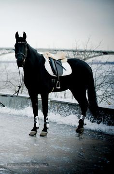 a black horse standing in the snow next to a person with a saddle on it's back