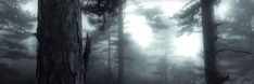 fog in the forest with tall trees