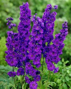 purple flowers are blooming in the garden