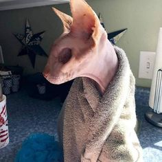 a hairless cat is wrapped in a towel