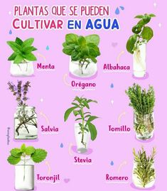 an image of plants in vases with spanish words on the bottom and below them