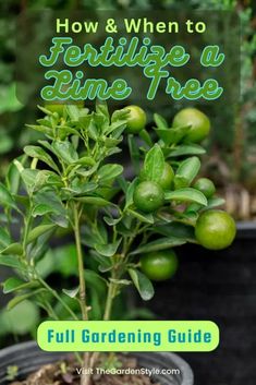 a plant with the title how and when to fertilize a vine tree