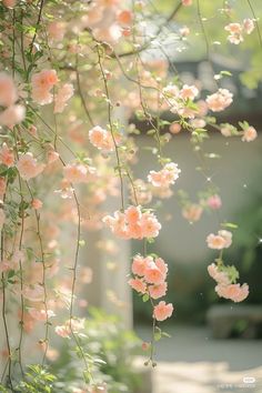 some pink flowers hanging from a tree