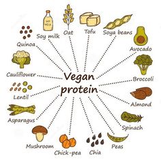 a diagram showing the different types of vegetables