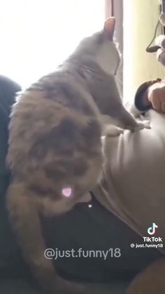 a cat laying on top of a couch next to a person holding a stuffed animal