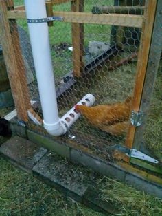 a chicken in a fenced area next to a white pipe and a black cat