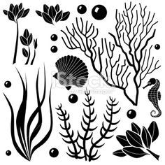 seaweed, corals and other marine life on a white background