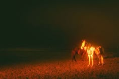 two horses standing in the dark with their lights on