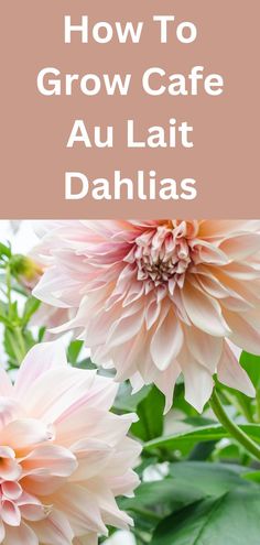 Blush colored cafe au lait dahlias. Dinner Plate Dahlia Bouquet, Dahlia Cafe Au Lait Twist, Dinner Plate Dahlias, Cafe Au Lait Dahlias Wedding, Dahlia Cafe Au Lait Royal, Cafe Au Lait Rose Dahlia, Dahlia Cafe Au Lait Rose, Dahlia Flower Cafe Au Lait, Cafe Aulait Dahlias