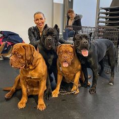 three dogs sitting next to each other in front of a woman with her tongue hanging out