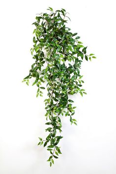 a green plant is growing on a white wall