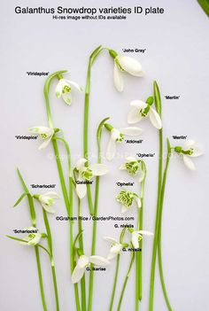 white flowers with green stems and names on a white background, including the name galanthus snowdrop varieties id plate