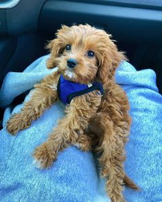 a small brown dog sitting on top of a blue blanket