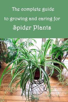 the complete guide to growing and caring for spider plants