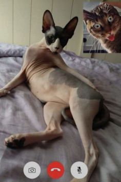 Hilarious Set Of Photos Where Cats Gets Kinky Via Zoom Animal Quiz, Giant Cat, Kitten Gif, October 8, Cat Owners