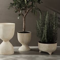 three potted plants sitting next to each other